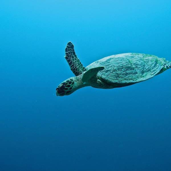 Chi non ha mai sognato di navigare con le tartarughe?