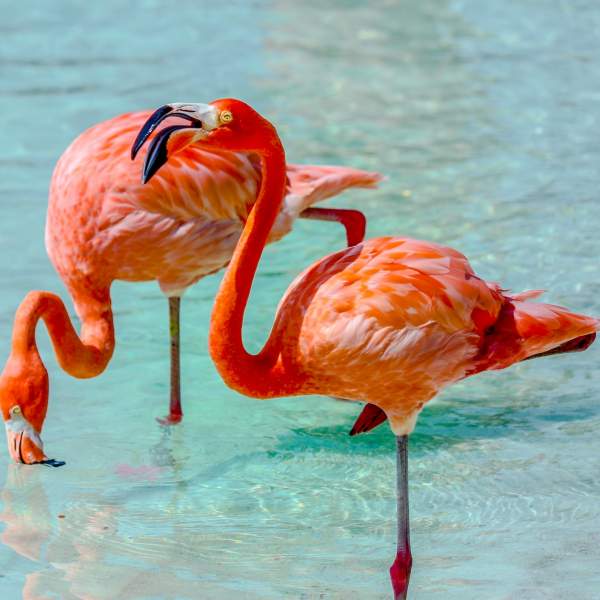 I famosi fenicotteri rosa delle Bahamas