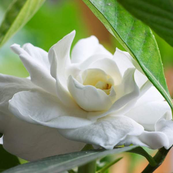 Gardenia di Wright