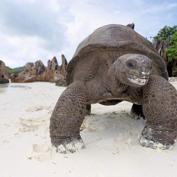 Tartaruga gigante di Curieuse