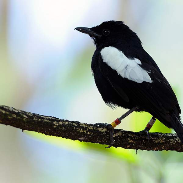 Pappagallo nero delle Seychelles