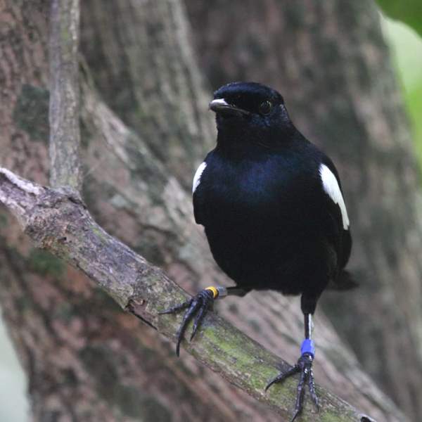 Pappagallo nero delle Seychelles