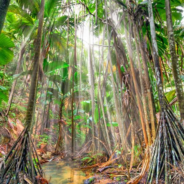 Benvenuti alla Vallée de Mai