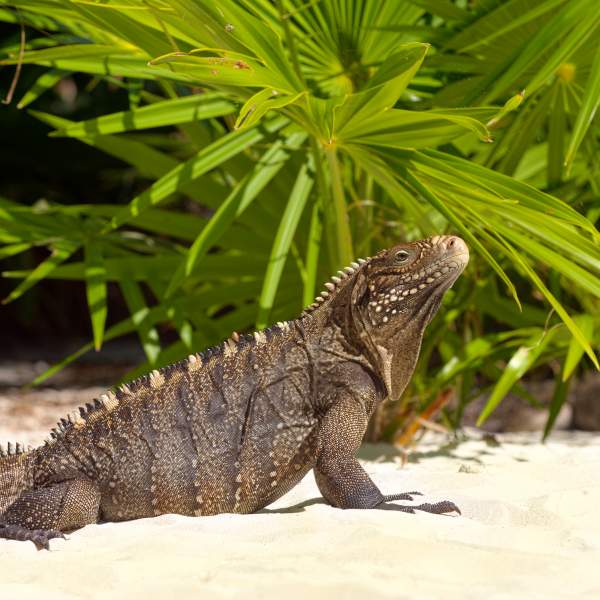 Incontrate la fauna delle isole come l'iguana delle Piccole Antille
