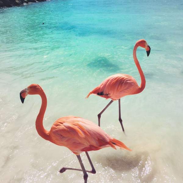 Ammirerete la fauna delle Bahamas