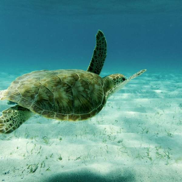 Navigare con le tartarughe alle Tobago Cays