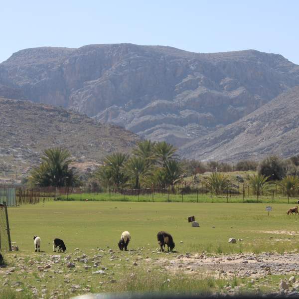 Scopri Musandam