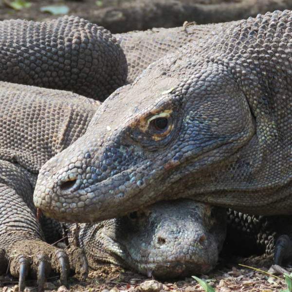 Segui lel orme dei draghi di Komodo