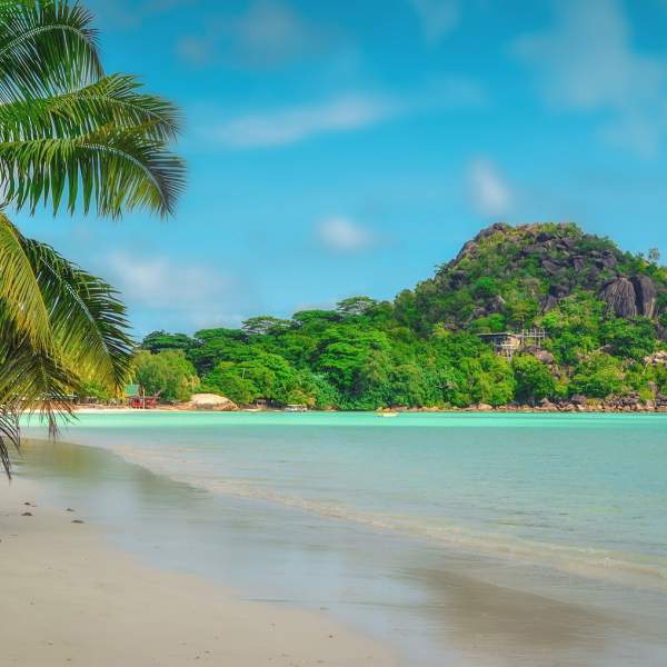 Praslin e i suoi numerosi palmeti