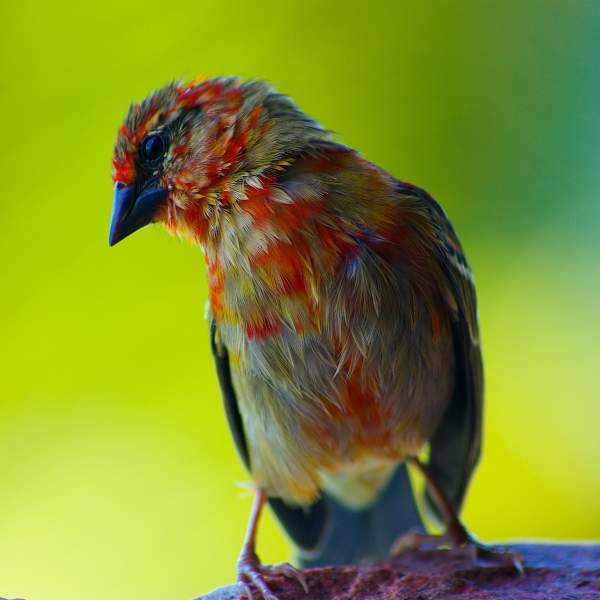 Scoprite le specie di uccelli molto colorati