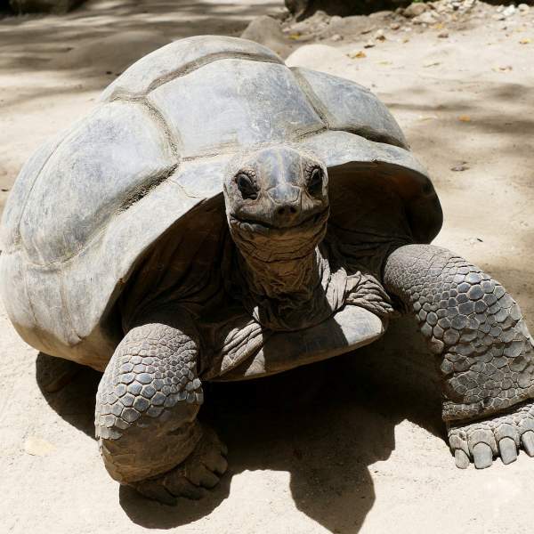 Fate la conoscenza delle tartarughe giganti di Curieuse