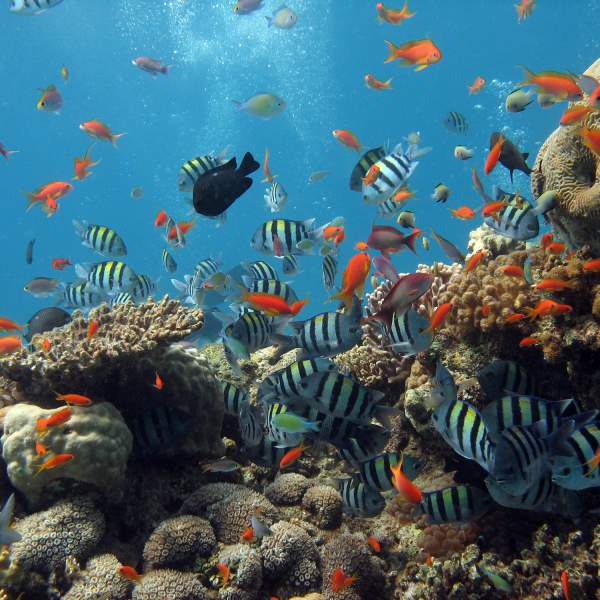 Il Mar Rosso e la sua incredibile biodiversità sottomarina