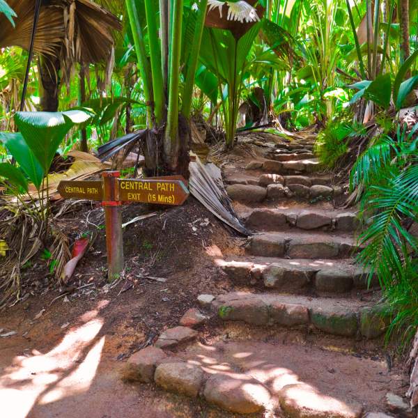 Esplorate La Vallée de Mai e la sua incredibile foresta