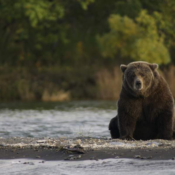 L'orso bruno dell'Alaska