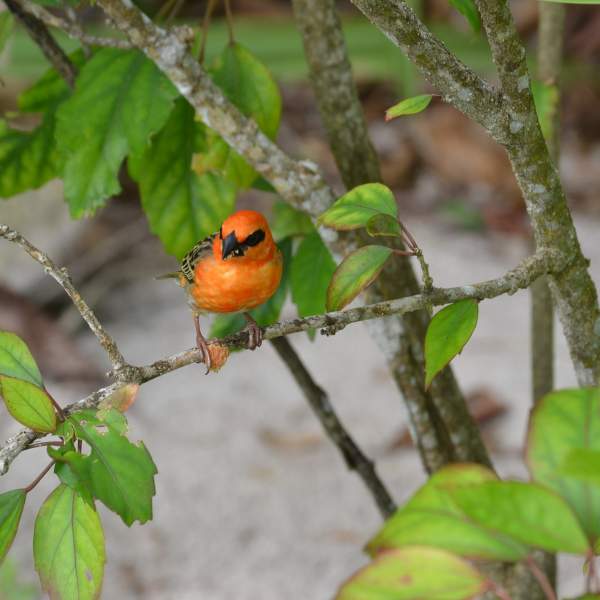 Le Seychelles piaceranno agli appassionati di birdwatching