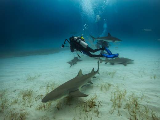 Crociera subacquea alle Bahamas