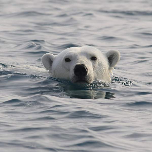 Orso polare