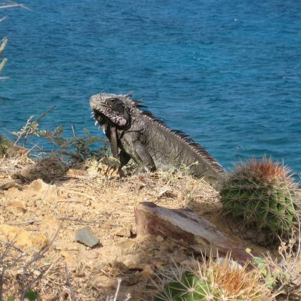 Iguana nel suo habitat naturale