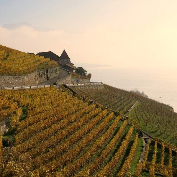 Vigneti da ammirare dal vostro catamarano