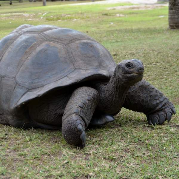 Tartaruga gigante sull'isola di Curieuse