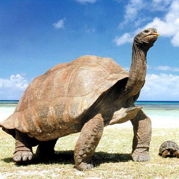 Le tartarughe giganti dell'isola Curieuse