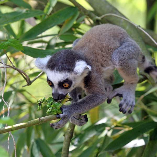 I lemuri di Nosy Komba