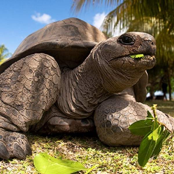 Le tartarughe giganti de l'isola Curieuse