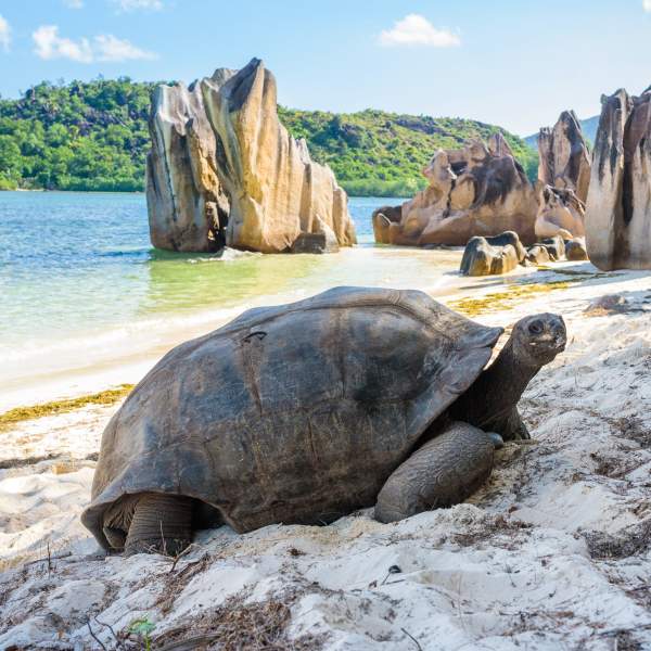 Le tartarughe giganti de l'isola Curieuse