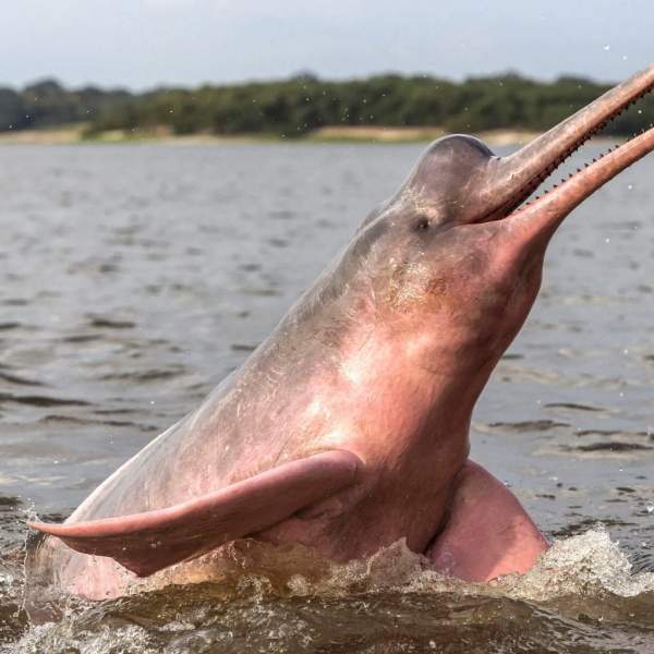 Il famoso boto, il delfino rosa dell'Amazzonia